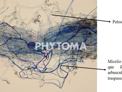 Zea mays L